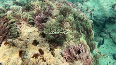 Sphoeroides marmoratus