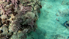 Sphoeroides marmoratus