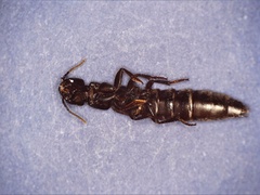 Ocypus aethiops