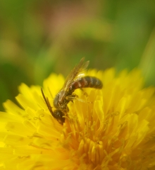 Sphecodogastra