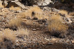 Cuniculotinus gramineus