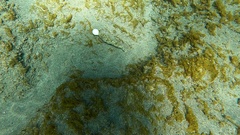 Sphoeroides marmoratus