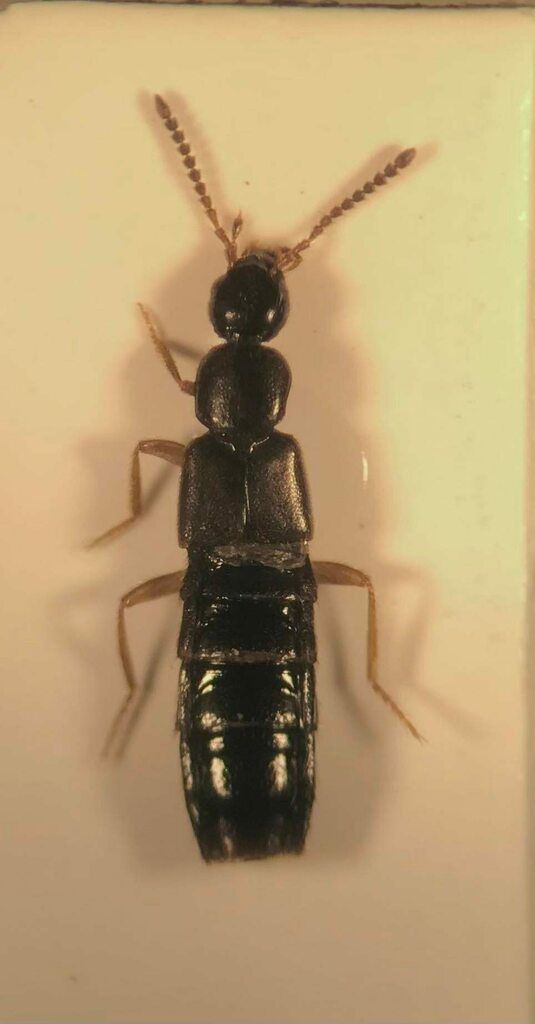 Thinobaena