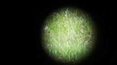 Spiranthes cernua