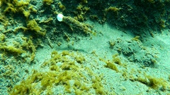 Sphoeroides marmoratus