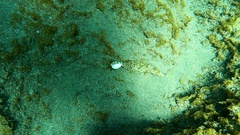 Sphoeroides marmoratus