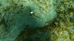 Sphoeroides marmoratus