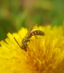 Sphecodogastra