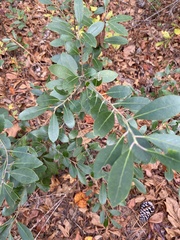 Ilex glabra