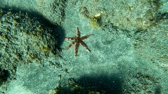 Coscinasterias tenuispina