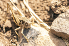 Incertana decorata