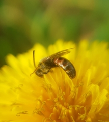 Sphecodogastra