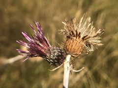 Cirsium douglasii douglasii