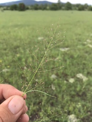 Muhlenbergia minutissima