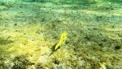 Stephanolepis hispida