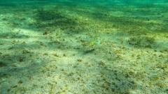 Stephanolepis hispida