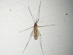 Dicranomyia
