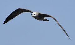 Larus michahellis