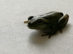 Dendropsophus luddeckei