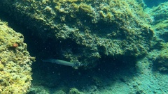 Aulostomus strigosus