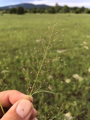 Muhlenbergia minutissima