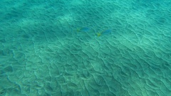 Pseudocaranx dentex