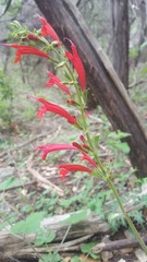 Salvia roemeriana