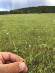Muhlenbergia minutissima