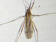Dicranomyia