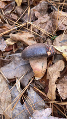 Chroogomphus vinicolor