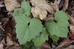 Campanula trachelium