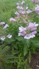 Penstemon cobaea