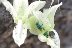 Euglossa