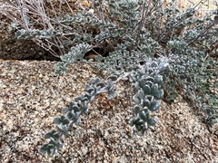 Acmispon argophyllus argophyllus