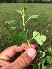 Ribes mescalerium