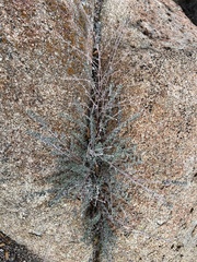 Acmispon argophyllus argophyllus