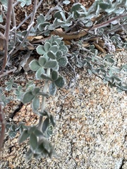 Acmispon argophyllus argophyllus