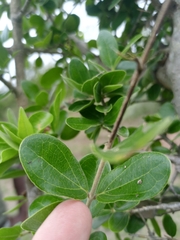 Strychnos madagascariensis