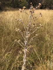 Cirsium douglasii douglasii