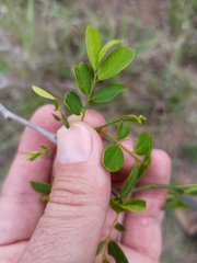 Strychnos madagascariensis
