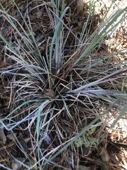 Andropogon cretaceus