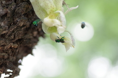 Euglossa