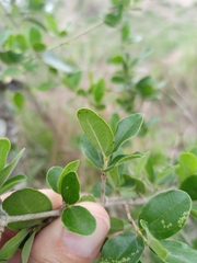 Strychnos madagascariensis