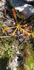 Drosera hilaris