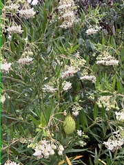 Asclepiadinae