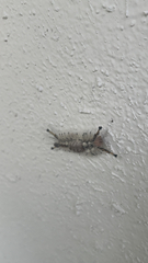 Dasychira meridionalis