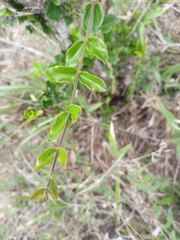 Strychnos madagascariensis