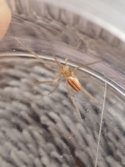 Larinia