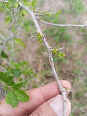Strychnos madagascariensis