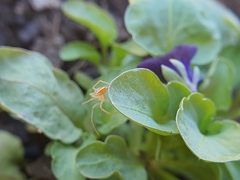 Larinia
